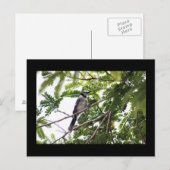 Blue Jay Foto Postcard Postkarte (Vorne/Hinten)