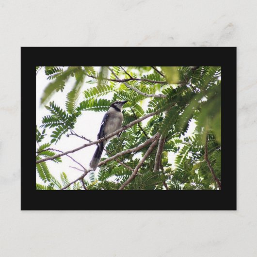 Blue Jay Foto Postcard Postkarte (Vorderseite)