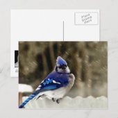 Blue Jay Foto Postkarte (Vorne/Hinten)