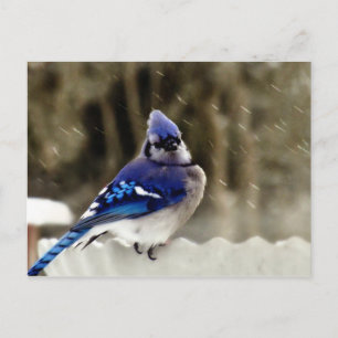 Blue Jay Foto Postkarte