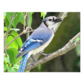 Blue Jay Fotodruck (Vorne)