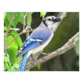 Blue Jay Fotodruck