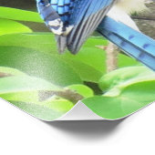 Blue Jay Fotodruck (Ecke)