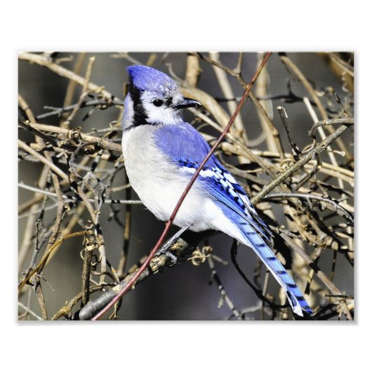 Blue Jay Fotografie Print (Vorne)