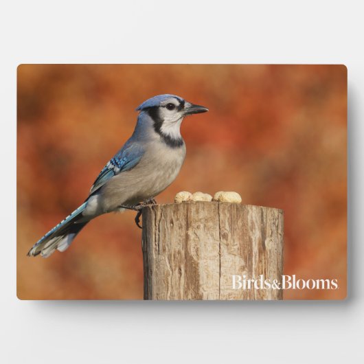 Blue Jay Fotoplatte (Vorderseite)