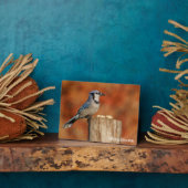 Blue Jay Fotoplatte (Seite)