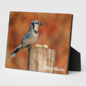 Blue Jay Fotoplatte (Seite)