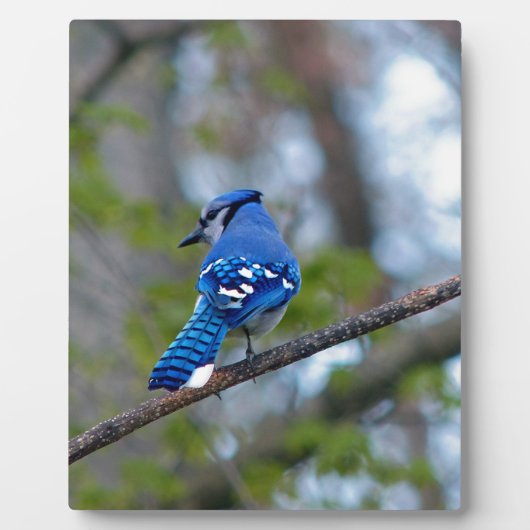 Blue Jay Fotoplatte (Vorderseite)