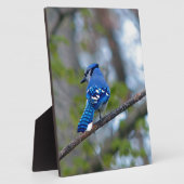 Blue Jay Fotoplatte (Seite)