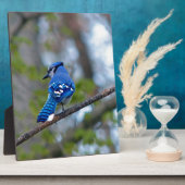 Blue Jay Fotoplatte (Seite)