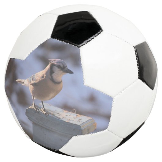 Blue Jay Fußball (Dreiviertel)