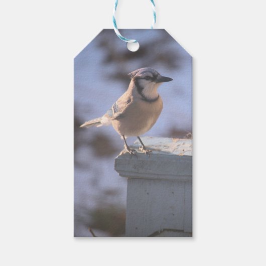 Blue Jay Geschenkanhänger (Vorderseite)