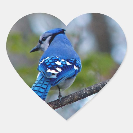 Blue Jay Herz-Aufkleber (Vorderseite)