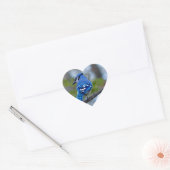 Blue Jay Herz-Aufkleber (Umschlag)