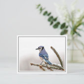 Blue Jay im Winter Postkarte (Stehend Vorderseite)