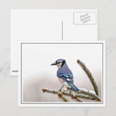 Blue Jay im Winter Postkarte (Vorne/Hinten)