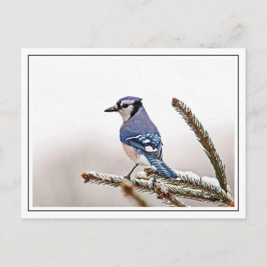 Blue Jay im Winter Postkarte (Vorderseite)