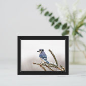 Blue Jay im Winter Postkarte (Stehend Vorderseite)