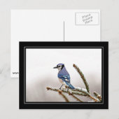 Blue Jay im Winter Postkarte (Vorne/Hinten)