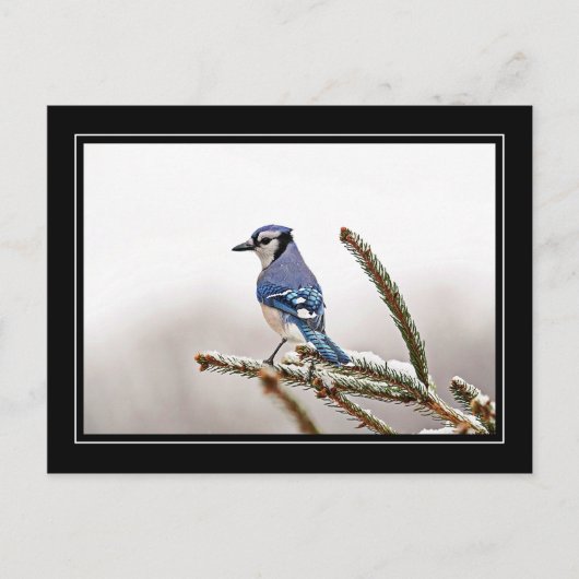 Blue Jay im Winter Postkarte (Vorderseite)