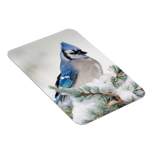 Blue Jay in Blue Atlas Cedar Magnet (Rechte Seite)