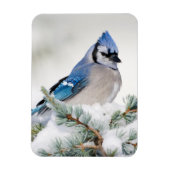Blue Jay in Blue Atlas Cedar Magnet (Vertikal)