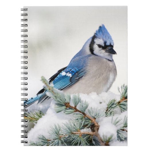 Blue Jay in Blue Atlas Cedar Notizblock (Vorderseite)