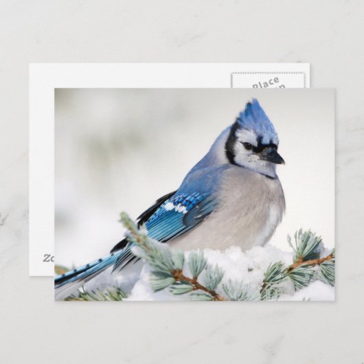 Blue Jay in Blue Atlas Cedar Postkarte (Vorne/Hinten)