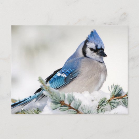 Blue Jay in Blue Atlas Cedar Postkarte (Vorderseite)