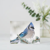 Blue Jay in Blue Atlas Cedar Postkarte (Stehend Vorderseite)