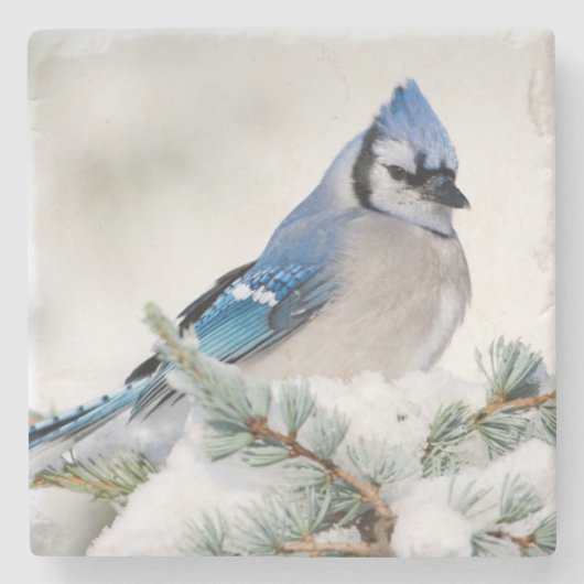 Blue Jay in Blue Atlas Cedar Steinuntersetzer (Vorderseite)