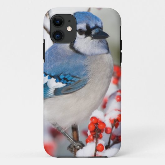 Blue Jay in Common Winterberry Case-Mate iPhone Hülle (Rückseite)