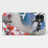 Blue Jay in Common Winterberry Case-Mate iPhone Hülle (Rückseite (Horizontal))