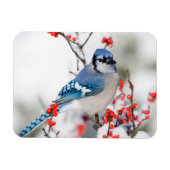 Blue Jay in Common Winterberry Magnet (Horizontal)