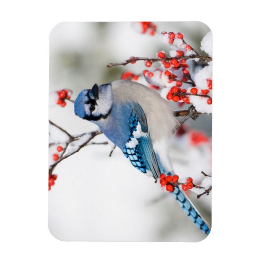 Blue Jay in Common Winterberry Magnet (Vertikal)