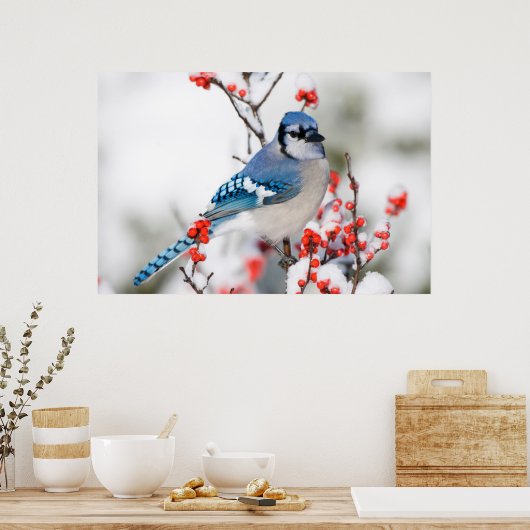 Blue Jay in Common Winterberry Poster (Küche)