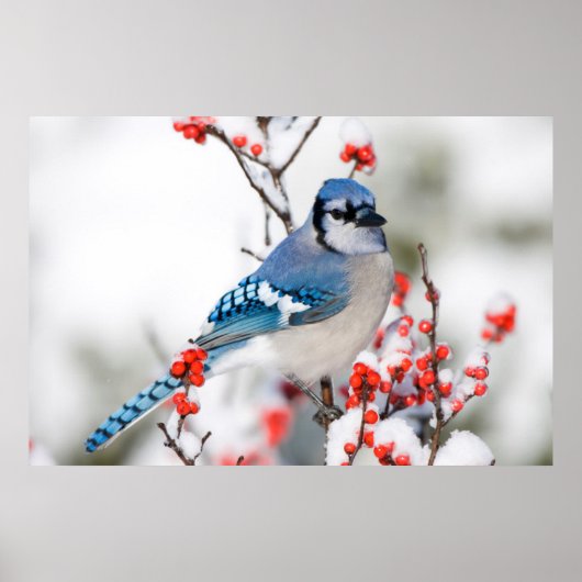 Blue Jay in Common Winterberry Poster (Vorne)