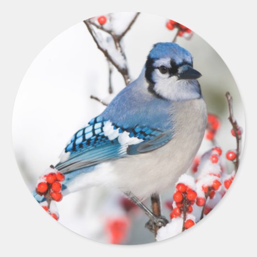 Blue Jay in Common Winterberry Runder Aufkleber (Vorderseite)