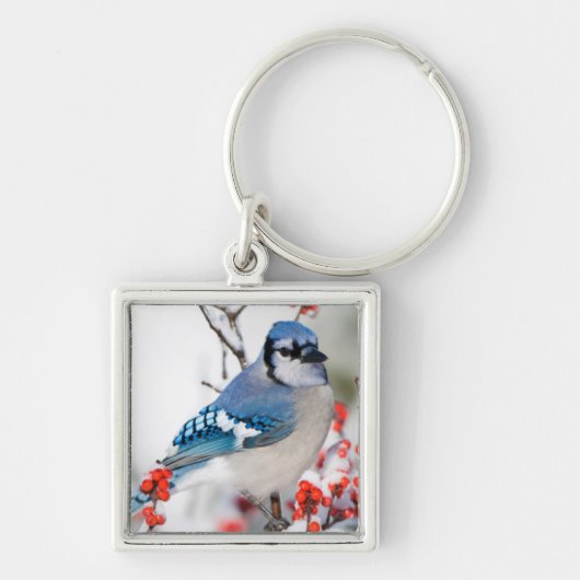 Blue Jay in Common Winterberry Schlüsselanhänger (Vorne)