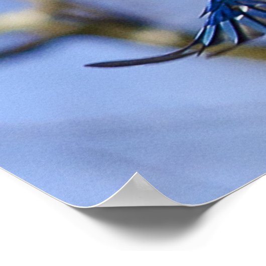 Blue Jay in Flight Poster (Ecke)