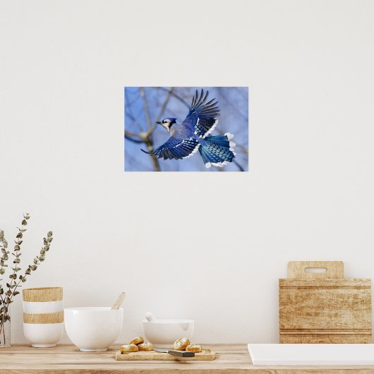 Blue Jay in Flight Poster (Küche)