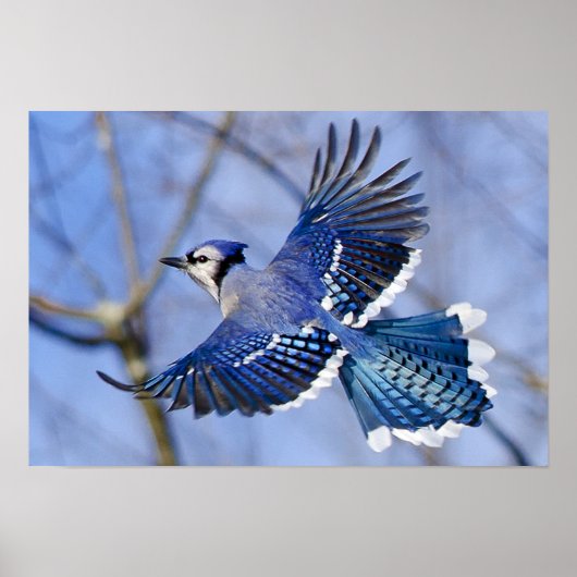 Blue Jay in Flight Poster (Vorne)