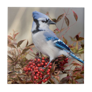 Blue Jay in Nandina Himmlisch Bamboo Fliese