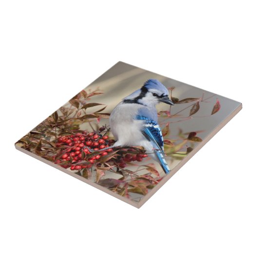 Blue Jay in Nandina Himmlisch Bamboo Fliese (Seite)