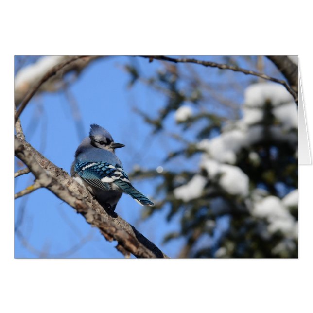 Blue Jay in Snow (Vorderseite (Horizontal))