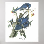Blue Jay, John Audubon Poster (Vorne)