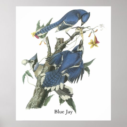 Blue Jay, John Audubon Poster (Vorne)