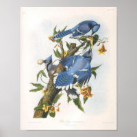 Blue Jay, John James Audubon Fine Art