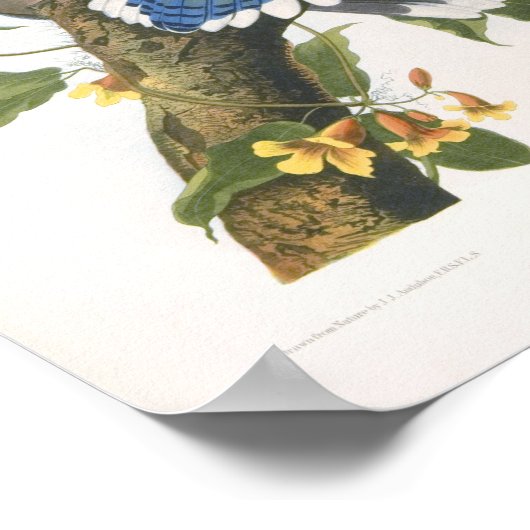 Blue Jay, John James Audubon Fine Art Poster (Ecke)