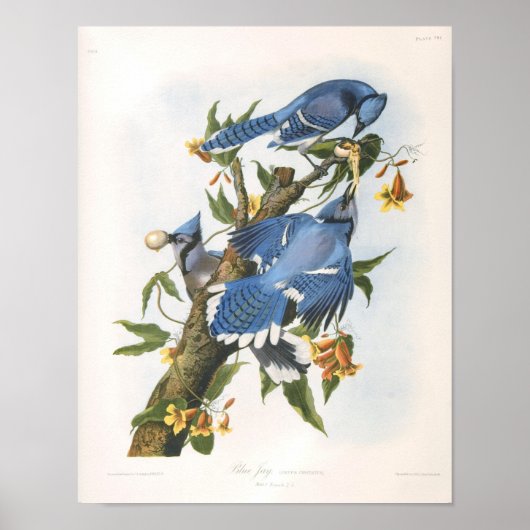 Blue Jay, John James Audubon Fine Art Poster (Vorne)